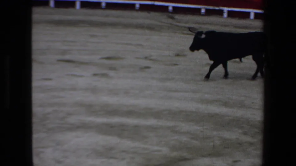 A black bull walks across the sandy arena floor near the red-and-white bullring barrier in the 1972 Mazatlan home-movie clip.