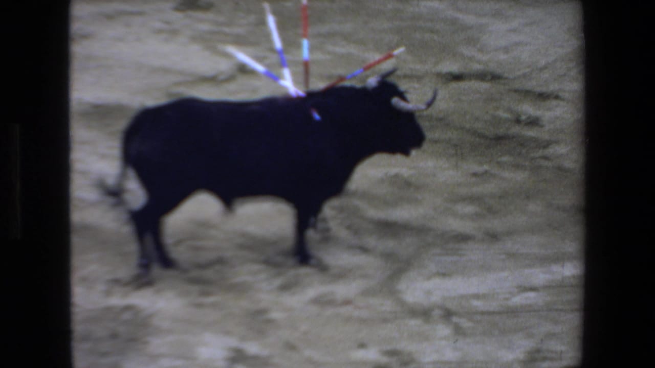 Black bull standing in the arena with colorful sticks protruding from its back.