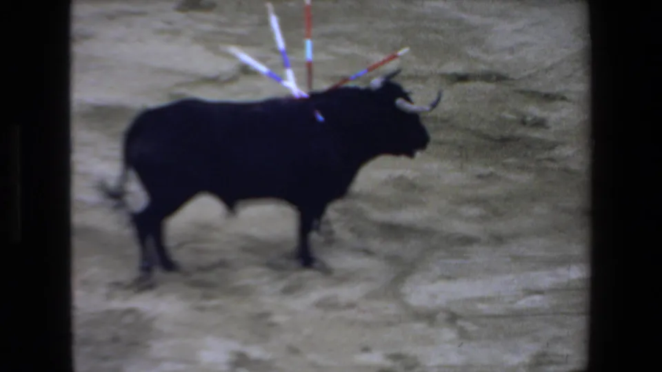 1972 Mazatlan bullfight frame showing a black bull alone on the dusty arena floor with colorful banderillas visible in its back.
