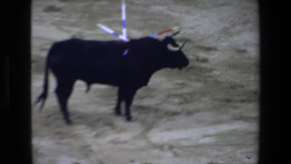 1972 Mazatlan home-movie frame showing a black bull standing alone in profile on the dusty bullring floor with banderillas visible above its back.
