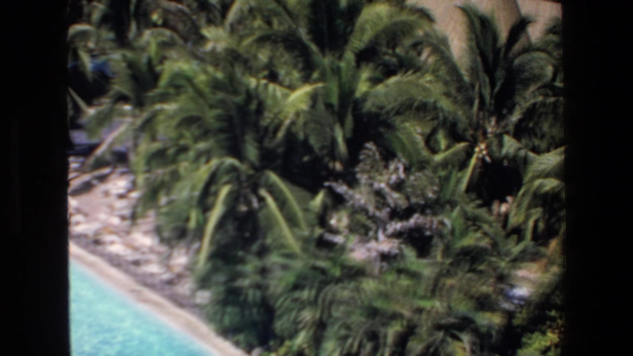 High-angle view across a curved pool edge and dense tropical palms.