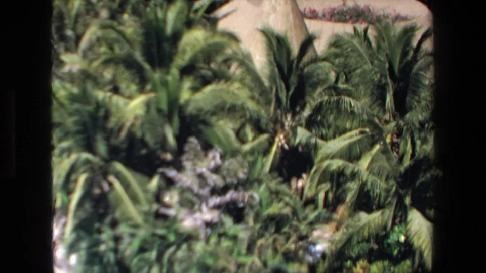 1972 Mazatlan home-movie frame with dense resort palms and tropical foliage seen from above, emphasizing the landscaped grounds rather than individual people.