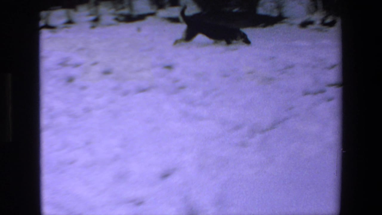 A dark dog moves across a snow-covered yard near shrubs in the same supplied 1972 Mazatlan home-movie sequence.