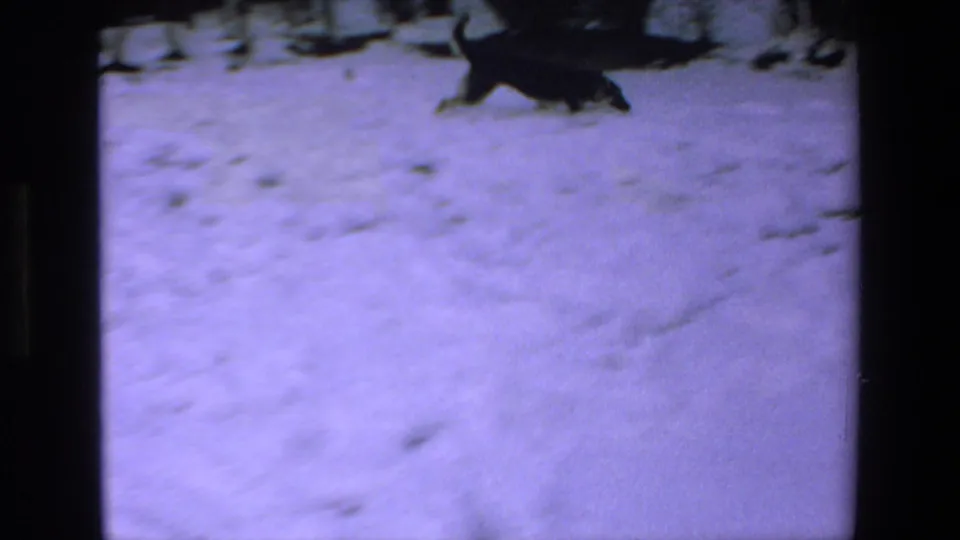 A dark dog moves across a snow-covered yard near shrubs in the same supplied 1972 Mazatlan home-movie sequence.