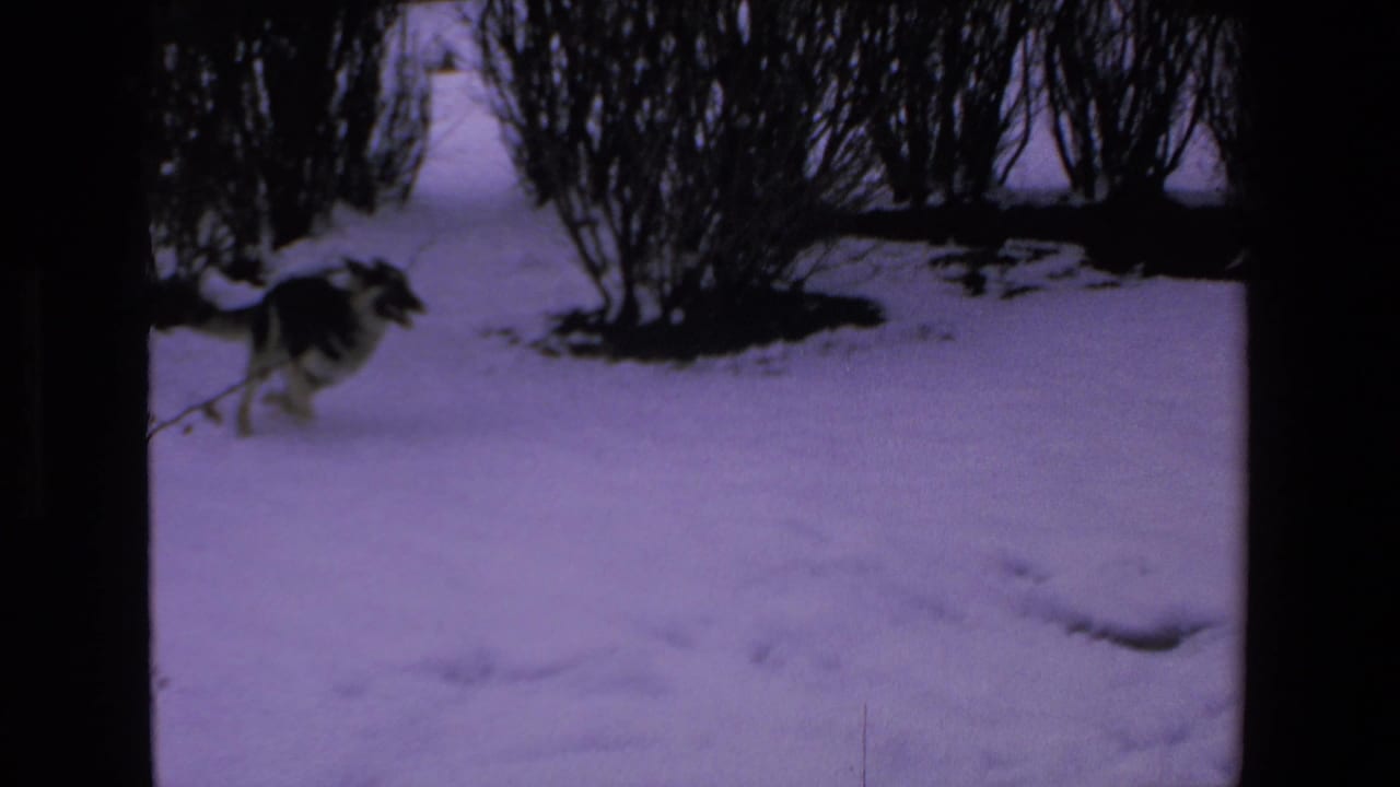 A dog runs across a snowy yard near dark bare shrubs in 1972 8mm home-movie footage labeled Mazatlan, Mexico.