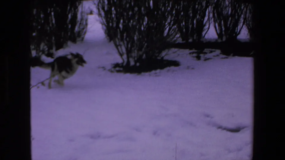 A dog runs across a snowy yard near dark bare shrubs in 1972 8mm home-movie footage labeled Mazatlan, Mexico.