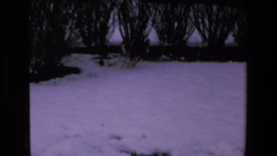 A handheld 8mm frame shows snow-covered ground and bare shrubs, with the dog momentarily out of view or near the edge.