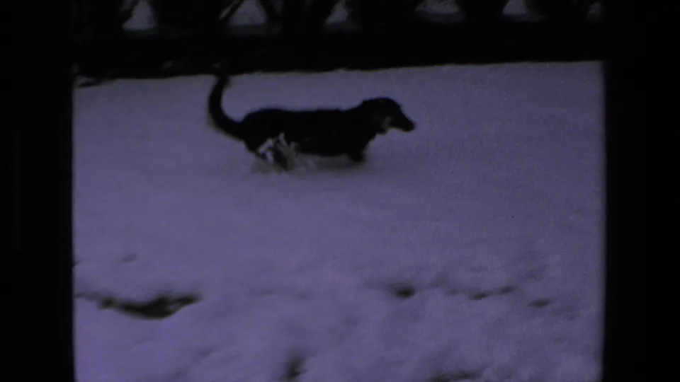 A dark dog walks across a snow-covered yard with shrubs behind it in 1972 8mm home-movie footage labeled Mazatlan, Mexico.