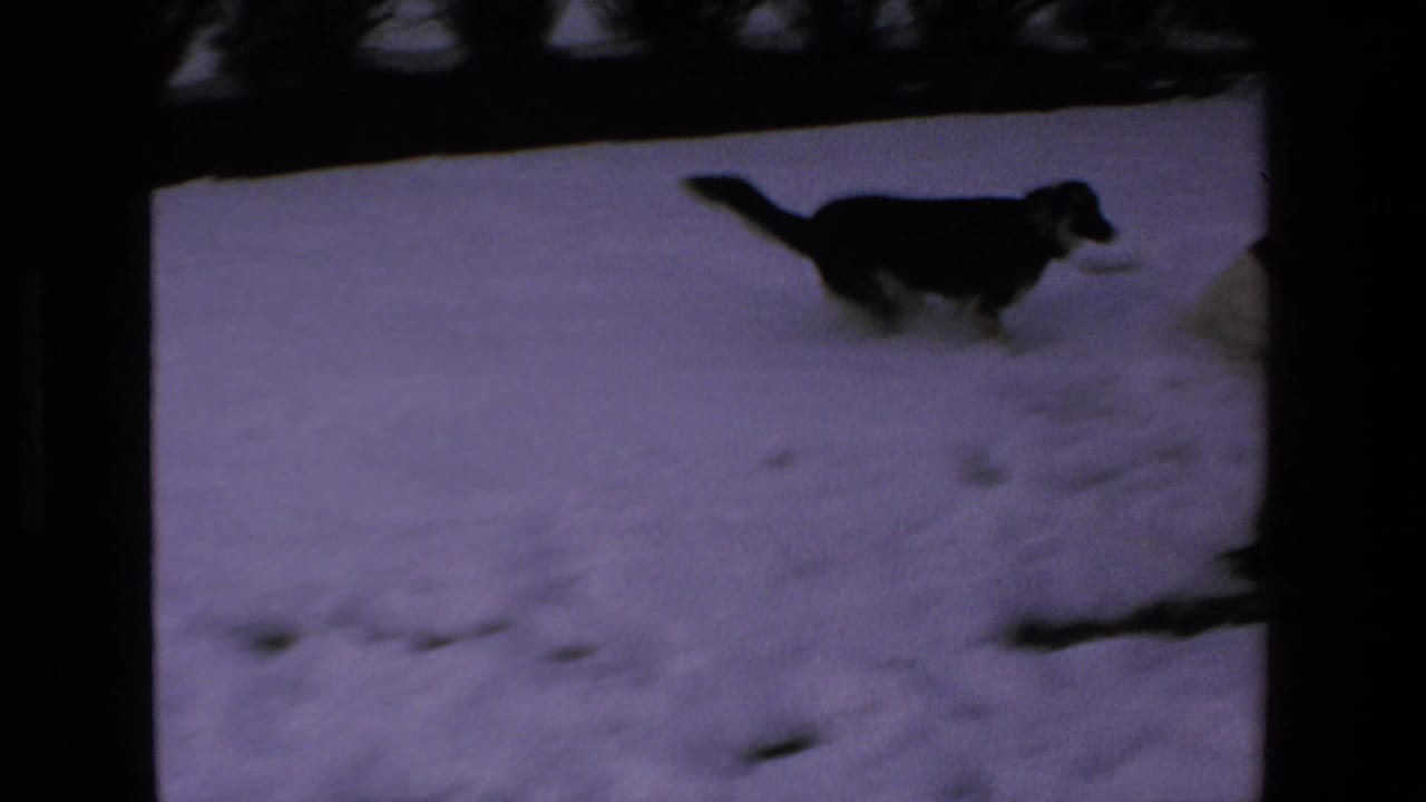 A black-and-white dog runs across a snowy yard in 1972-labeled 8mm home-movie footage associated with Mazatlan, Mexico.