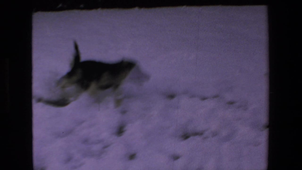 The dog appears blurred by motion as it runs across the snowy ground in color-shifted 8mm home-movie footage.