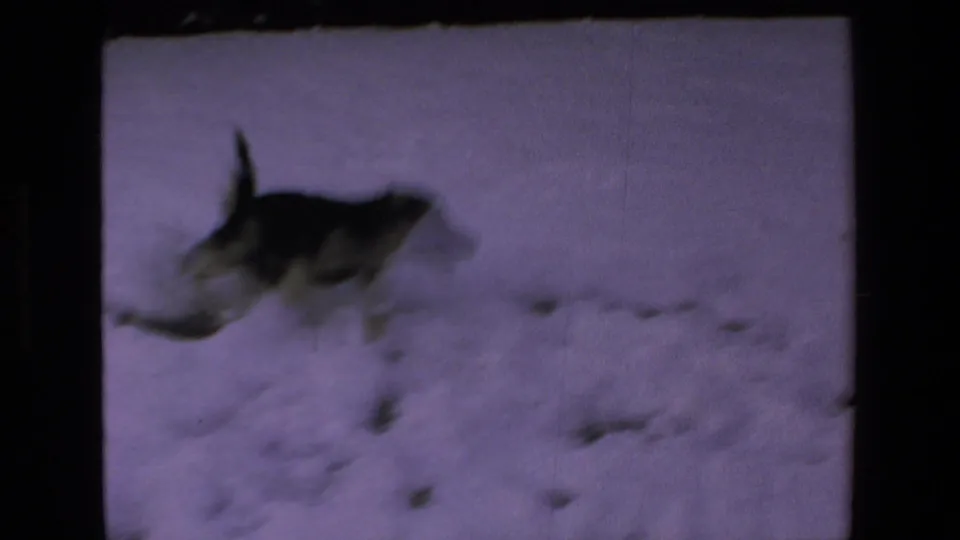 The dog appears blurred by motion as it runs across the snowy ground in color-shifted 8mm home-movie footage.