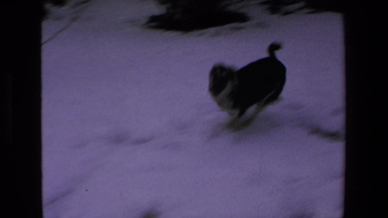 A black-and-white dog runs across snow in a dark-bordered 8mm home-movie frame from the supplied 1972 Mazatlan clip.