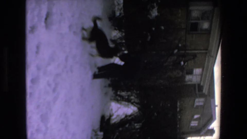 A dark-clothed person and dog appear in motion on the snowy ground, framed by shrubs and the exterior of a multi-window residential building.