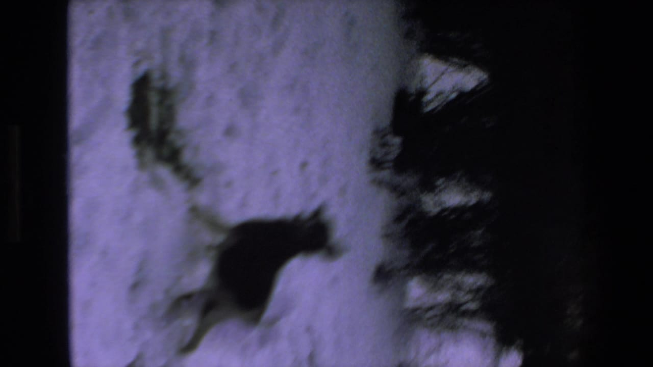 Blurred dark dog moving across a snowy yard beside shrubs.