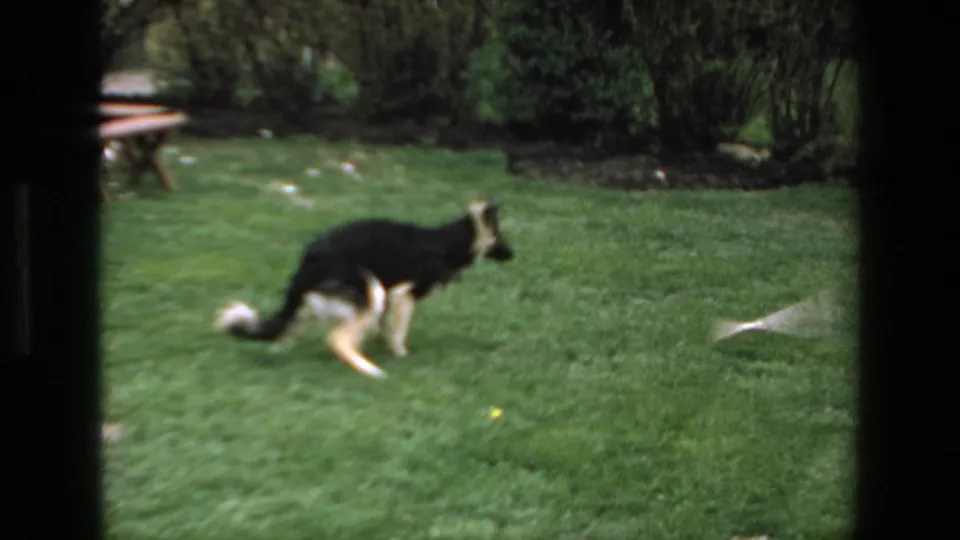 The dog continues across the green backyard lawn in the 1972 home-movie sequence, with bushes and a small white object or stick visible near its path.