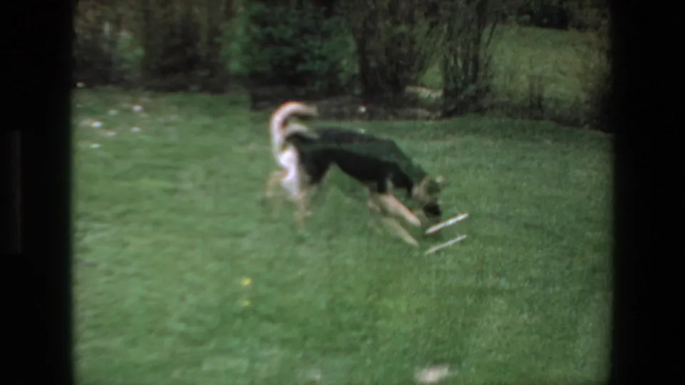 In 1972 home-movie footage from Mazatlan, Mexico, a German Shepherd-type dog lowers its head toward a white toy on a grassy backyard lawn.