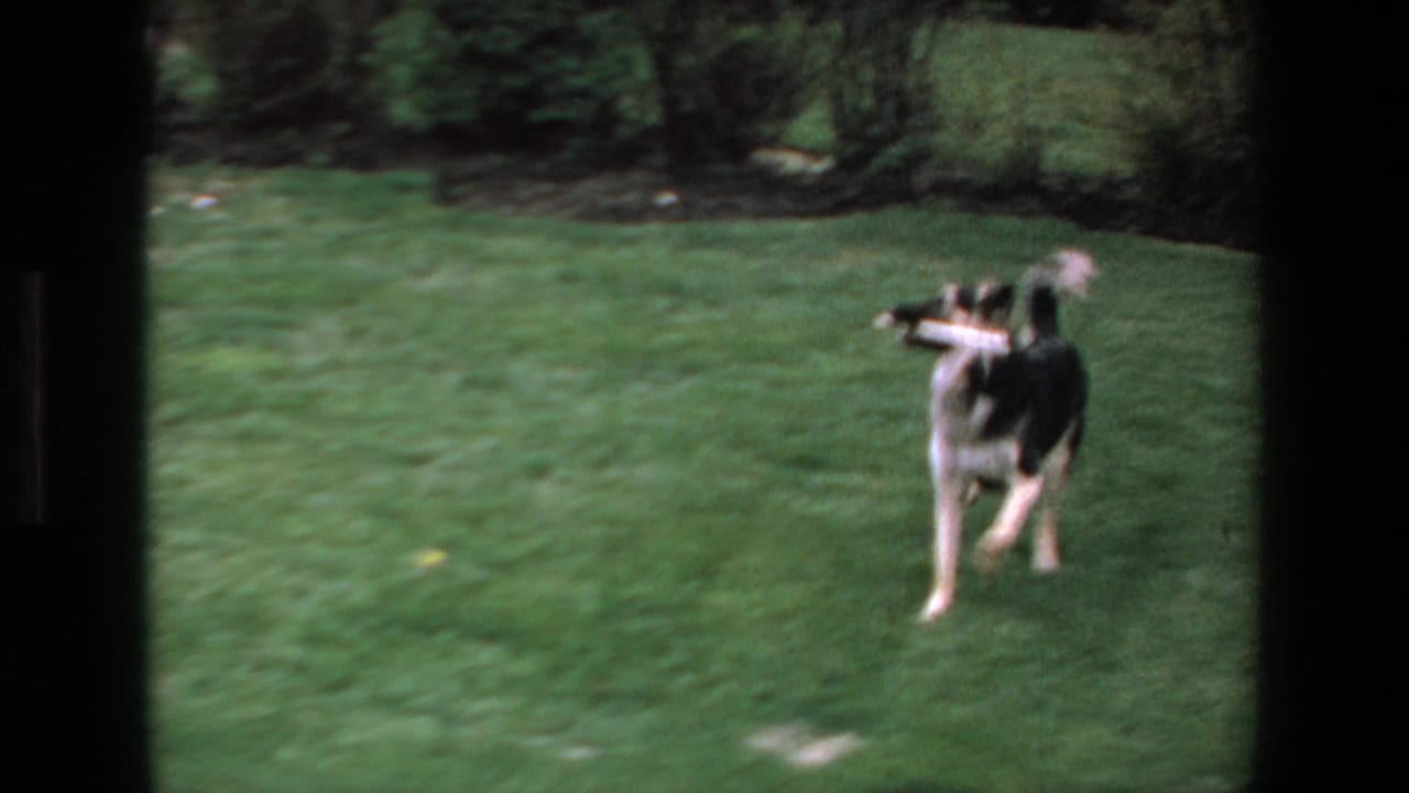 Dog runs across the grass carrying a white toy in its mouth.