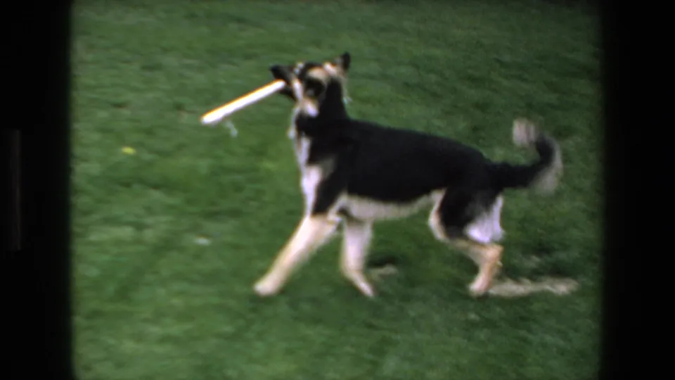 The dog crosses the lawn in soft-focus 8mm footage, holding a white fetch toy while its tail is raised.