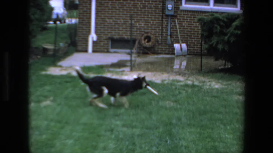 The German Shepherd-type dog moves across the backyard lawn with a stick visible near its mouth, with brick walls and garden fixtures in the background.