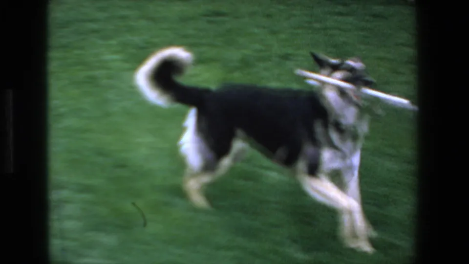 Close 8mm home-movie view of the German Shepherd-type dog running over the grass with a stick held in its mouth during backyard play.