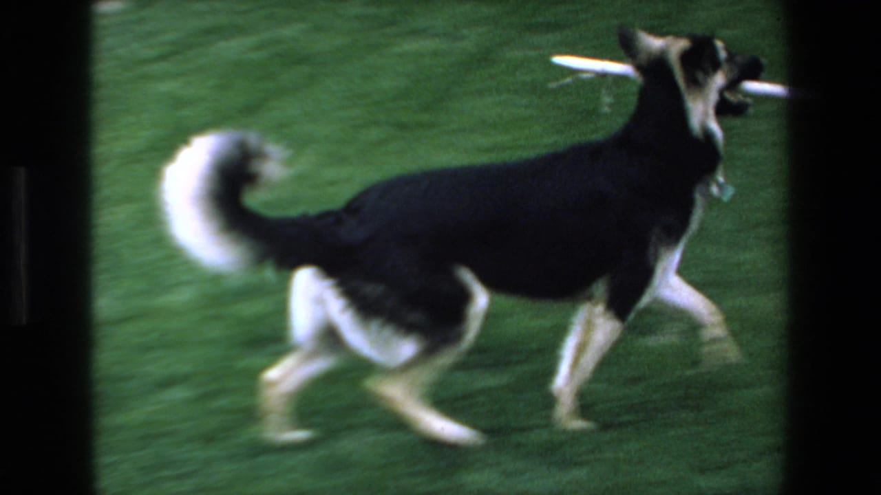 In 1972 home-movie footage from Mazatlan, a black-and-white dog runs across a green lawn with a white stick held in its mouth.