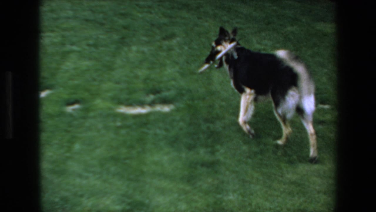 A black-and-white dog runs away across the green lawn in Mazatlan, Mexico, carrying a pale stick in its mouth.