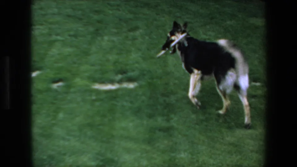 A black-and-white dog runs away across the green lawn in Mazatlan, Mexico, carrying a pale stick in its mouth.