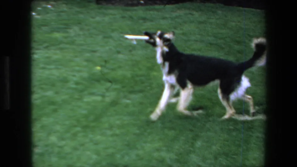 The dog trots through the yard with the stick held sideways in its mouth, recorded with soft 8mm grain and handheld framing.