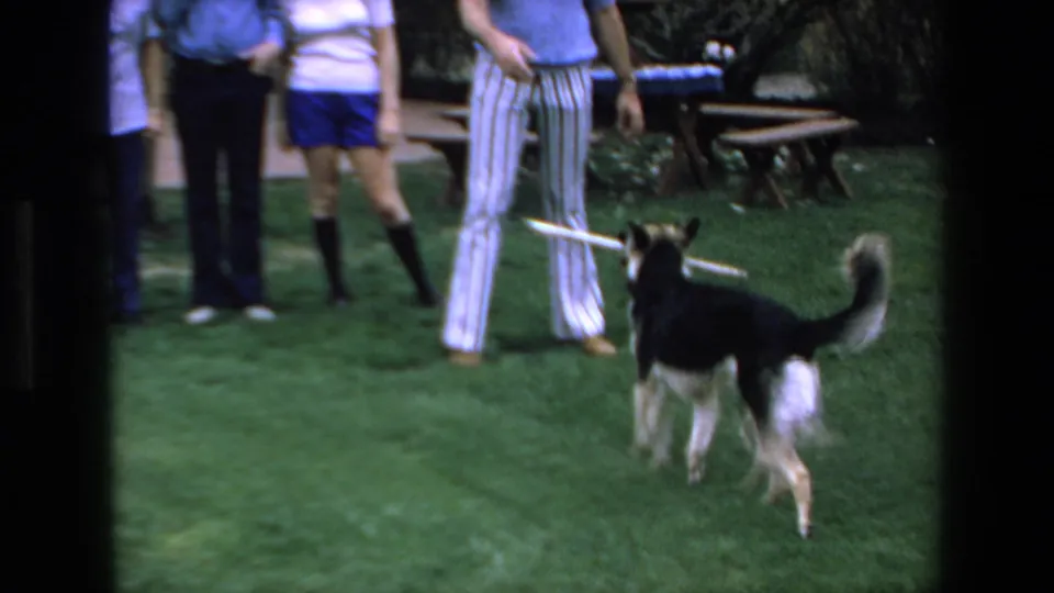In the final frame, the dog stands on the grass with a stick while several casually dressed adults are visible nearby in the background.