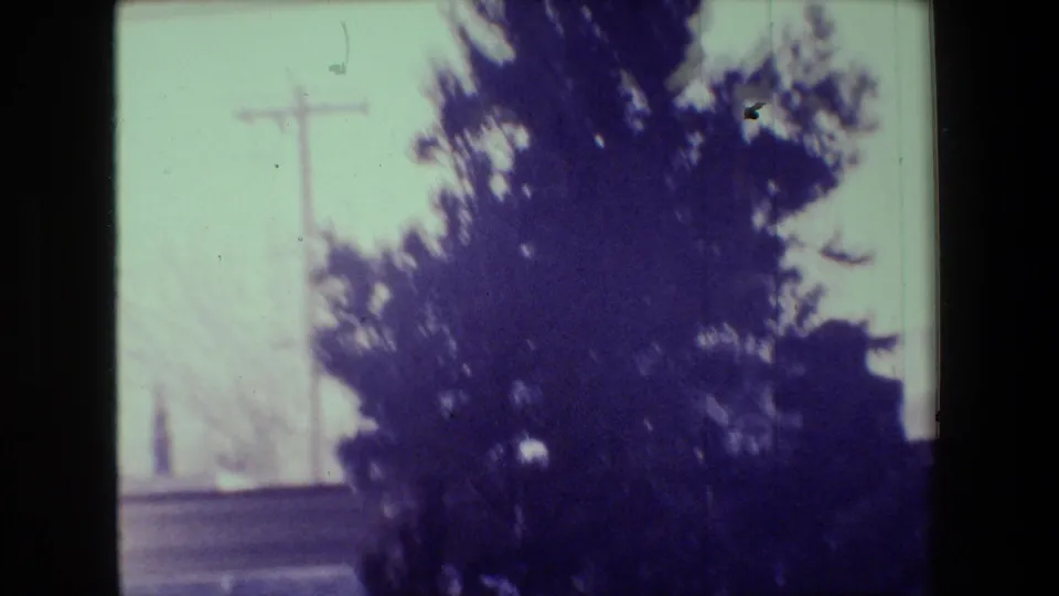 Hollywood, California home-movie frame from 1981 showing dense tree foliage, a utility pole, and a partly obscured peacock within a purple-cast 8mm image.