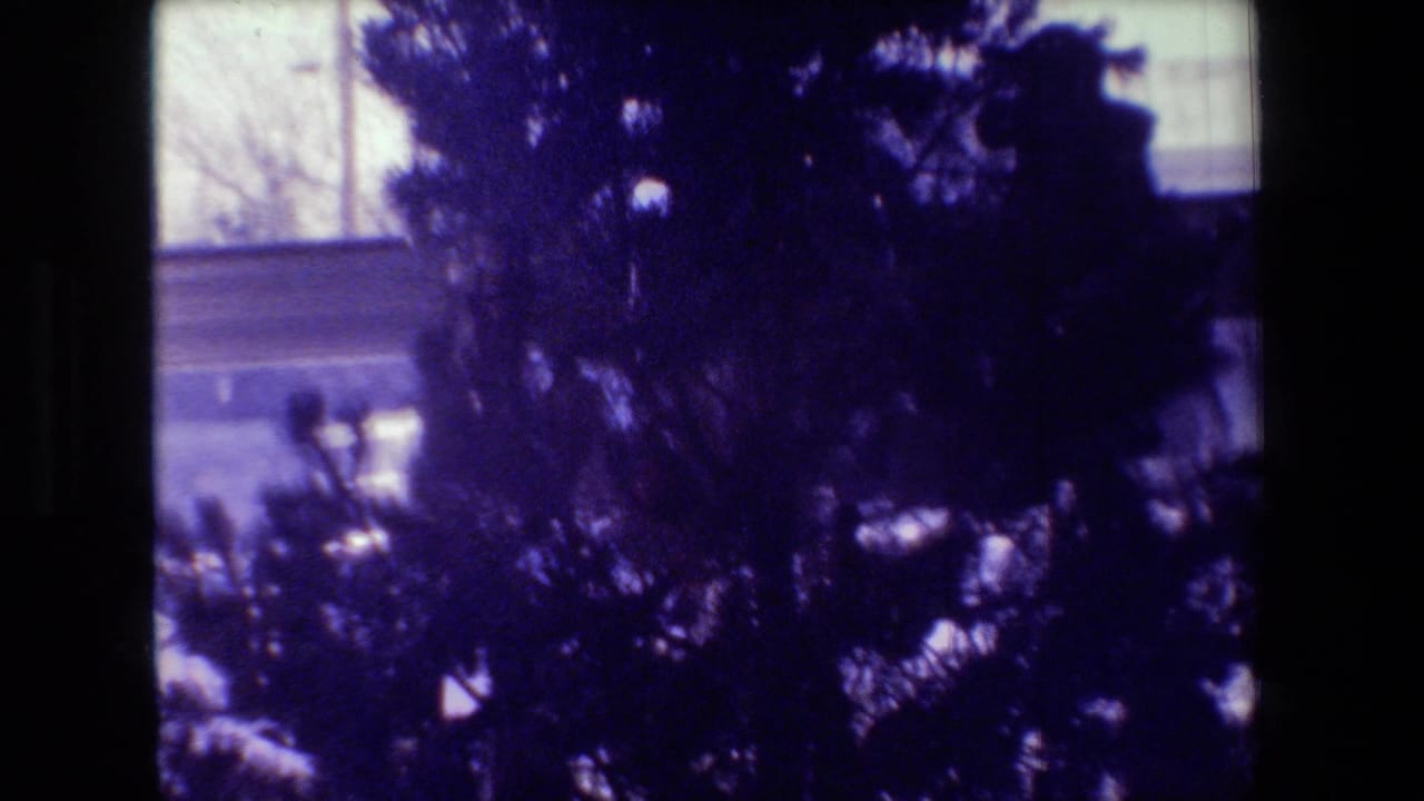 Dark tree branches obscure a pale building or fence area in the background.