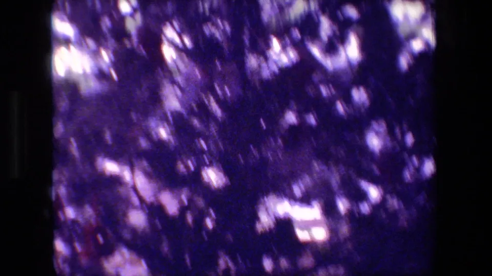 Handheld 8mm frame from the 1981 Hollywood clip, with blurred foliage and light patches filling most of the view as the camera moves across the zoo grounds.
