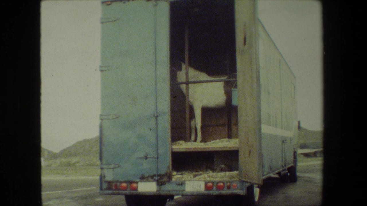 Blue livestock trailer ahead with rear doors open and a horse visible inside.