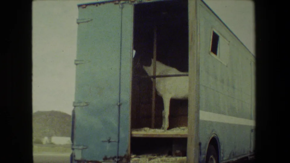 Close moving-car view of a blue horse trailer with its rear doors open and a white horse standing calmly on the wooden trailer floor.