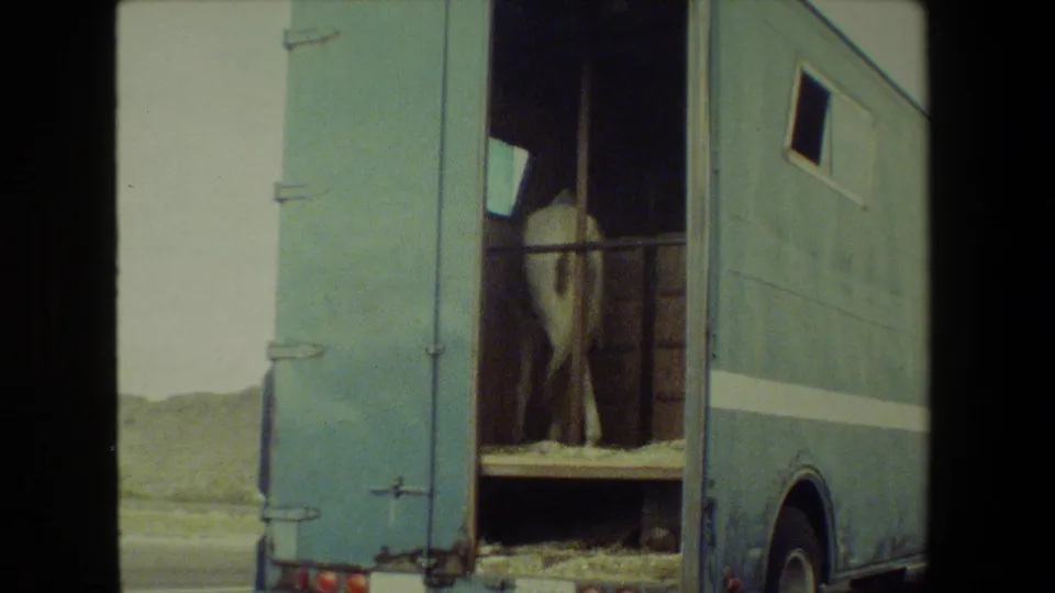 Rear-quarter view of a blue livestock trailer on the highway, with the open back showing the white horse inside and low hills beyond.