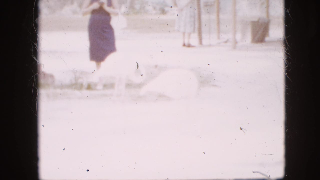 Woman in a dark dress stands near pale flamingos in a bright outdoor zoo enclosure.