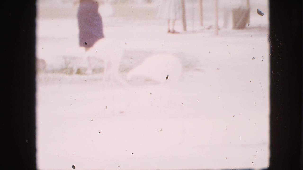 1958 Pennsylvania home-movie frame with a woman at the top of the shot and a pale flamingo moving through the bright zoo enclosure below.