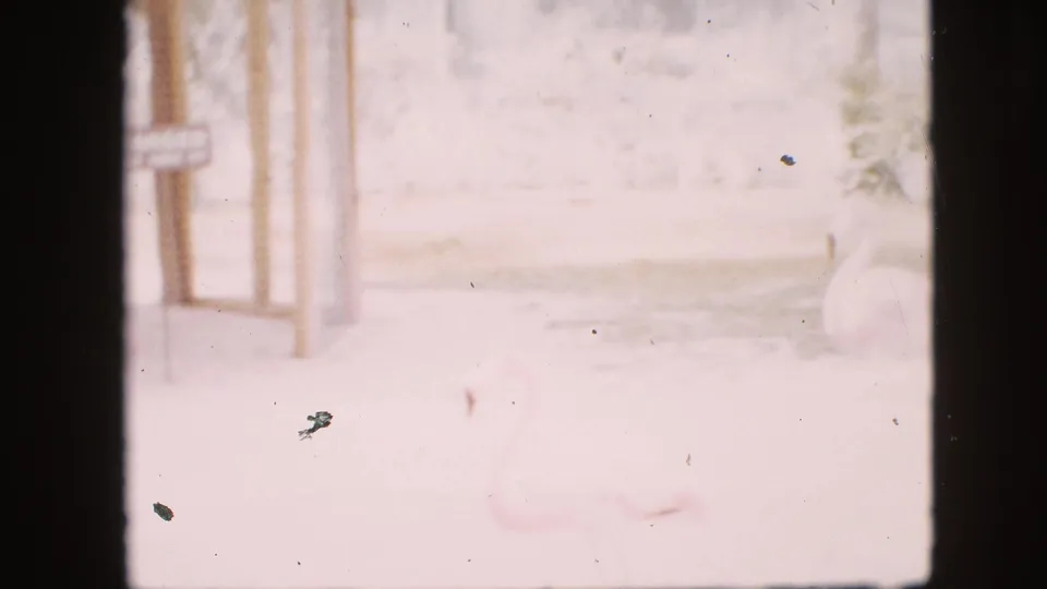 Overexposed 1958 Pennsylvania 8mm frame showing part of a zoo enclosure with vertical posts, a pale flamingo at the lower right, and pronounced dust and scratches.