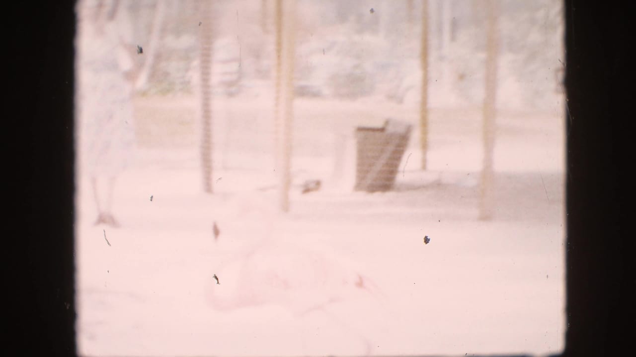 Overexposed visitor path with trees, fencing, and a large pale bird near the lower edge.