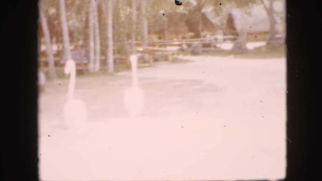 Two large white birds stand on a paved path near trees and wooden fencing.