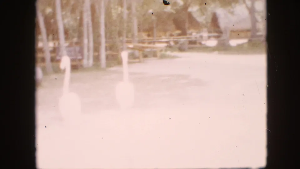 1958 Pennsylvania home-movie frame showing two large white birds standing on a bright paved path with trees, fencing, and park furniture in the background.