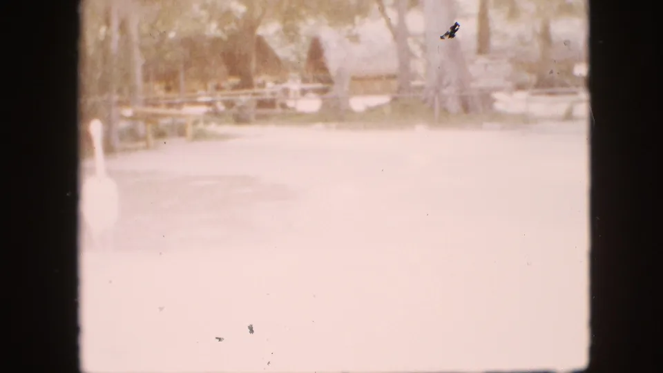 1958 Pennsylvania home-movie frame with a large white bird in the foreground, a woman in a light dress in the background, and wooden fencing beneath trees.