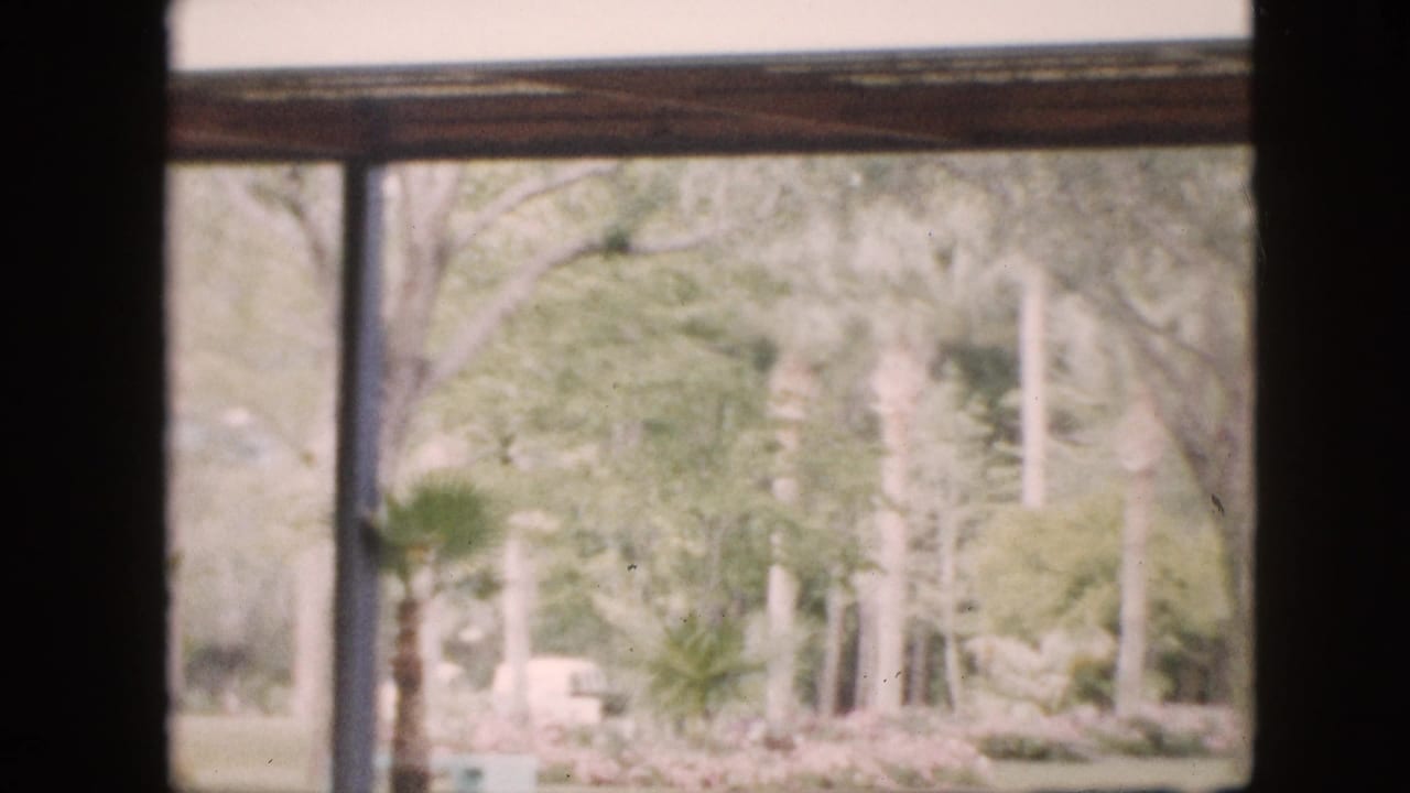 1958 Pennsylvania home-movie frame through a window, showing a landscaped outdoor area with tree trunks, palm-like plants, and soft faded color.