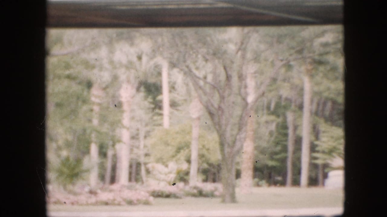 Lower window view of a sunlit tree-lined area with palms and shrubs.