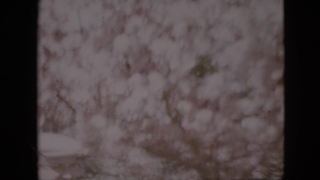 1958 Pennsylvania 8mm home-movie frame showing pale blossoms and branches filling the view, with heavy dark film borders and soft focus.
