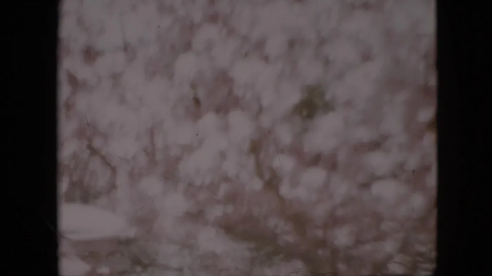1958 Pennsylvania 8mm home-movie frame showing pale blossoms and branches filling the view, with heavy dark film borders and soft focus.