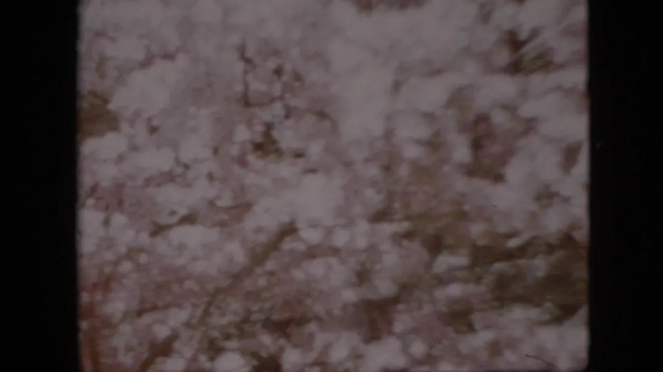 Soft 1958 Pennsylvania 8mm frame showing dense pale blossoms and branches, with the camera close to the tree canopy.
