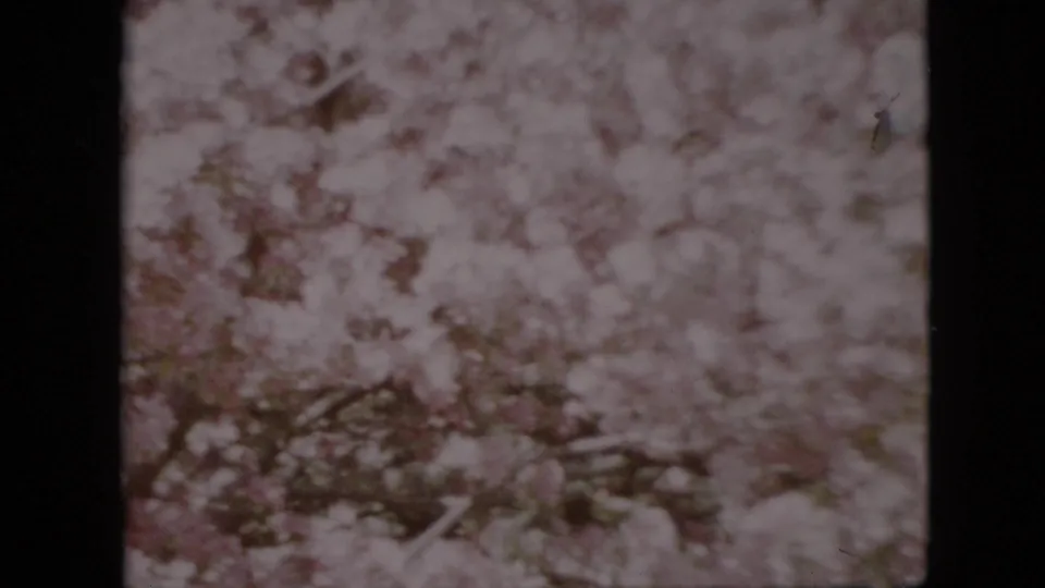 1958 Pennsylvania home-movie frame of pink-white blossoms and dark branches filling the view, rendered with soft 8mm color and grain.