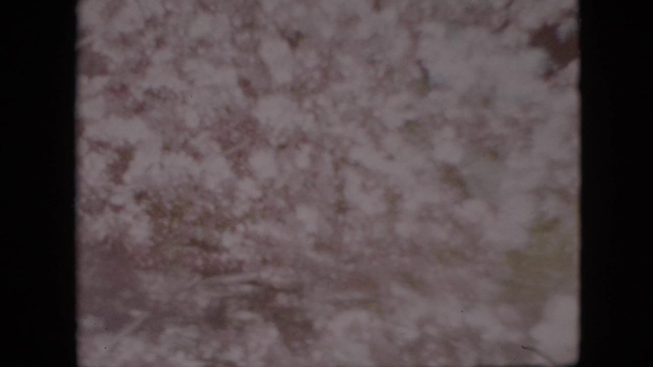 1958 Pennsylvania 8mm home-movie frame showing pale flowering tree branches and soft white blossoms moving against a washed sky.