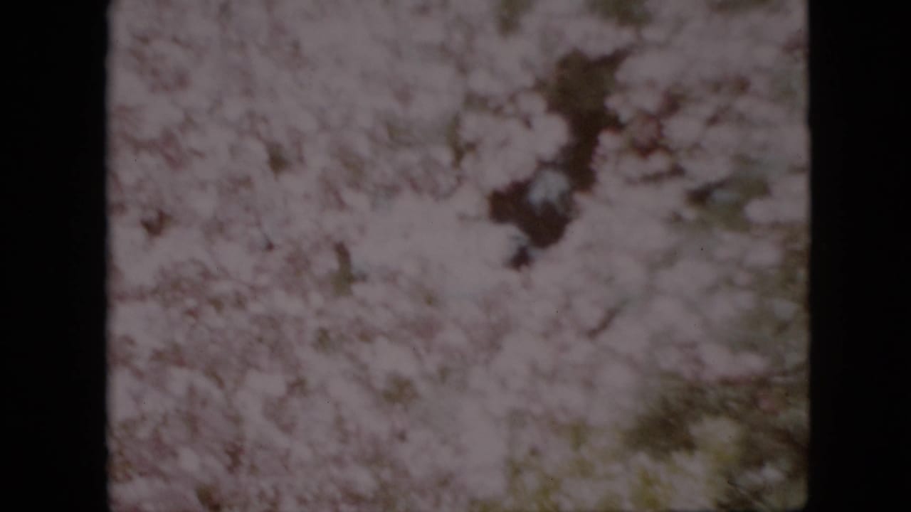 Blossoming tree canopy with darker branches visible through pale flowers.